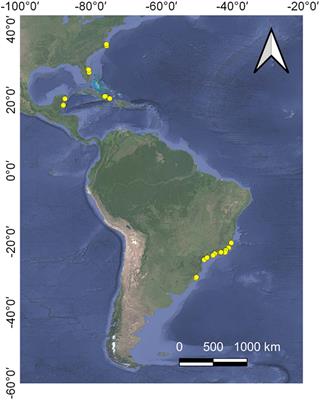 Low Densities of the Ghost Crab Ocypode quadrata Related to Large Scale Human Modification of Sandy Shores